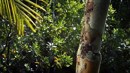 ANTS :: Nature's Secret Power Full :: With Bert Hölldobler