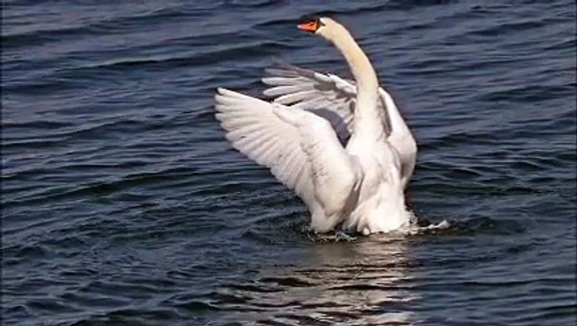 Le lac des Cygnes ( Musique d'Antonio Vivaldi.wmv