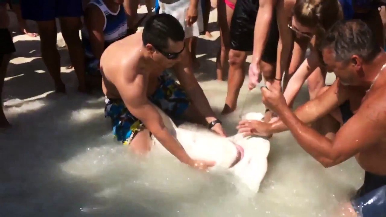 Il sauve un requin marteau blessé par un hameçon de pêche