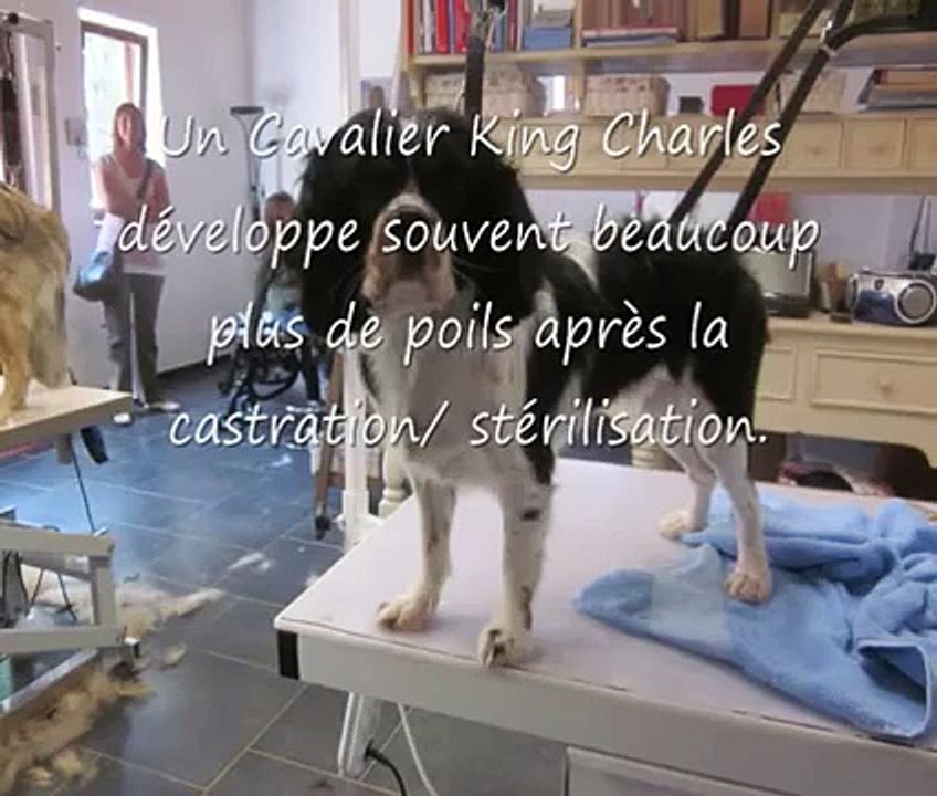 grooming a cavalier king charles spaniel