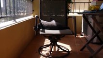 Cats occupied our chairs and enjoyed sunbathing