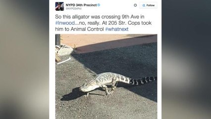 Alligator found wandering NYC streets