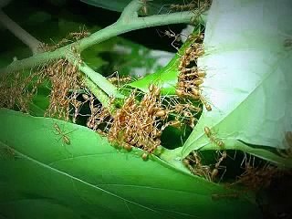 Untung 40 Juta Budidaya Panen Kroto Semut Rangrang