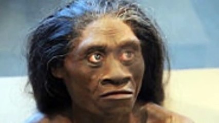 The Hobbits of Flores, Homo Floresiensis were more like humans than originally thought