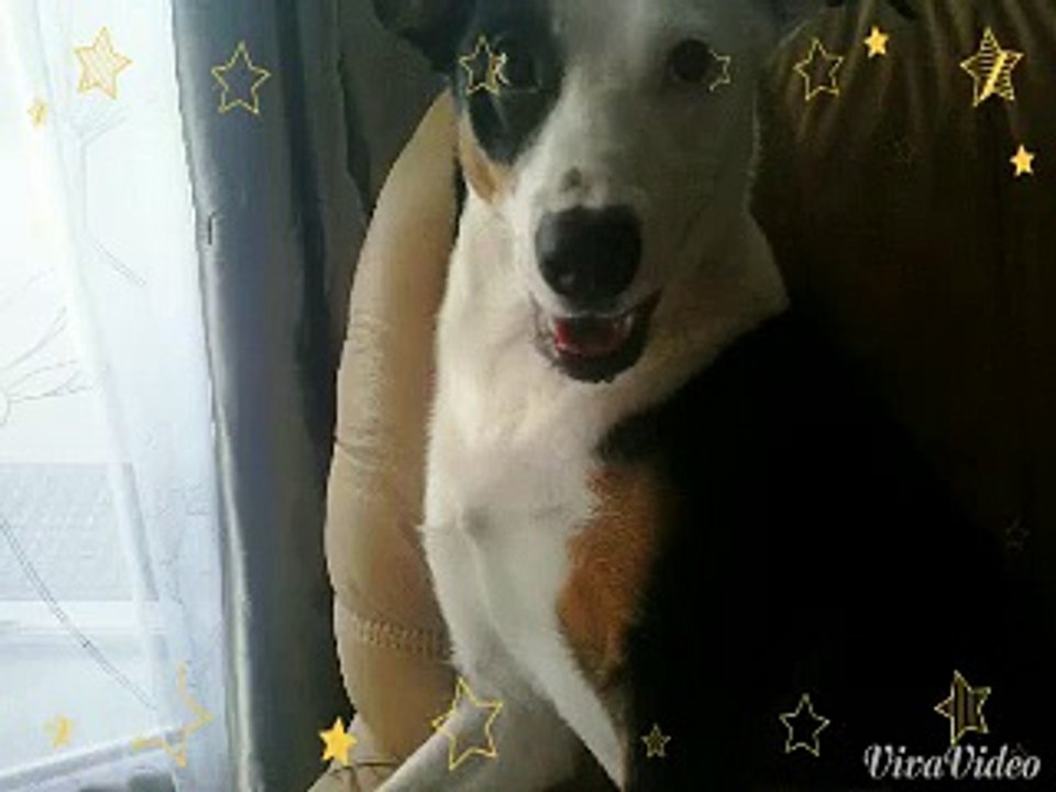 ma chienne trop cute