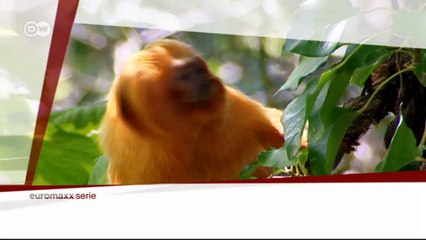 Islas de ensueño: Jersey | Euromaxx