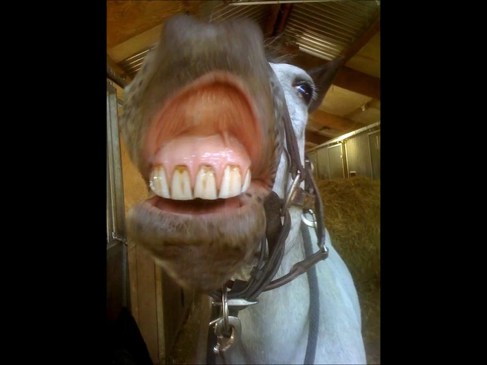 Musique cirque caoussel 2012.