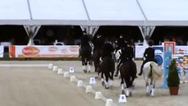Quadrille - 8 dressage horses