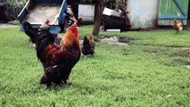 Study: Roosters Wait Their Turn To Crow Based On Group Hierarchy