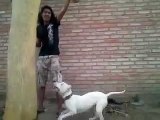Dogo Argentino entrenamiento (training) Drago