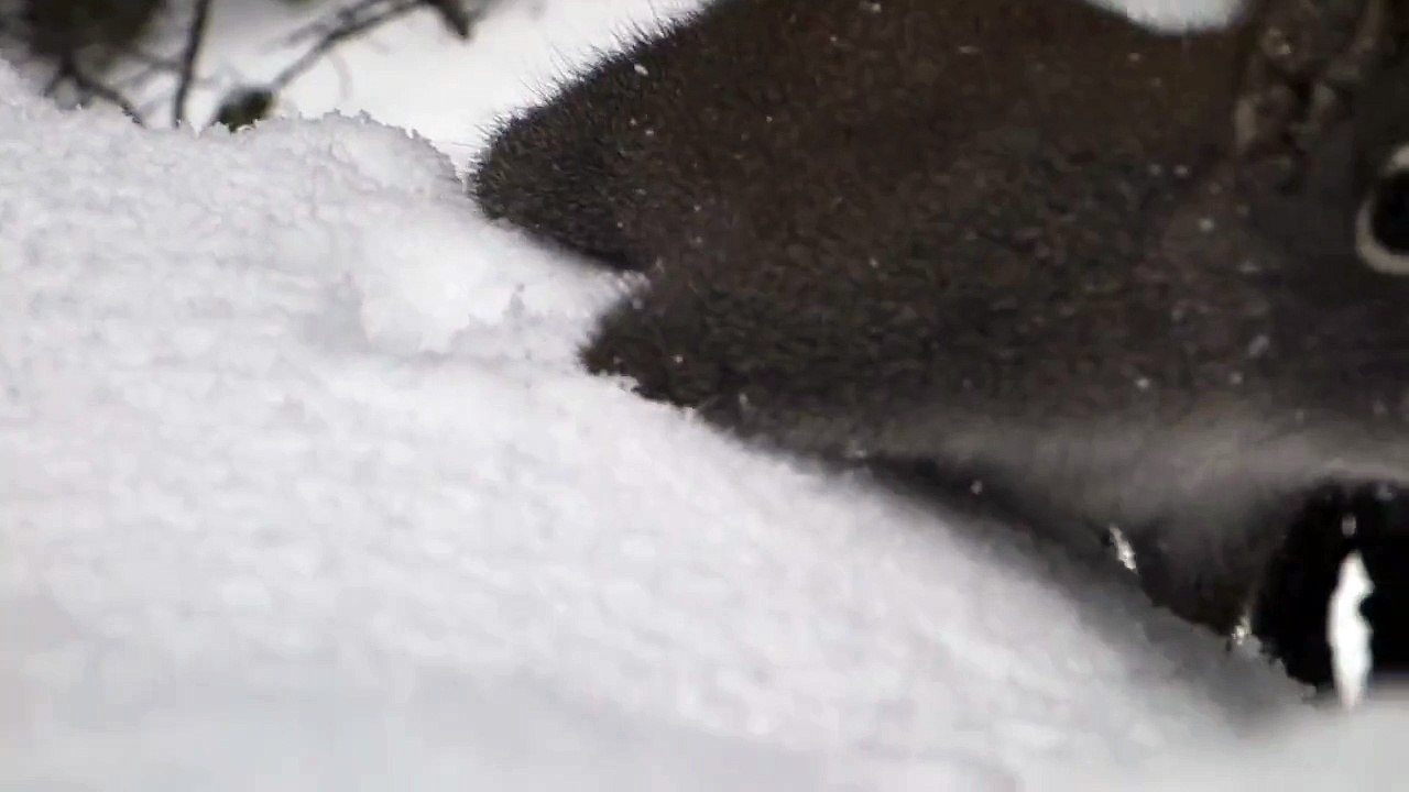 Chickaree squirrel in Rocky Mountain