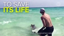 Beachgoers Save A Shark's Life With Their Bare Hands