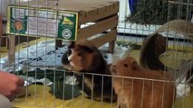 Meerschweinchen Lilli und Luna: Erst Traube fressen dann Streit um DIE Gurke