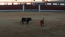 Bullfight - Black Bull