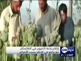 زراعة الافيون في افغانستان
