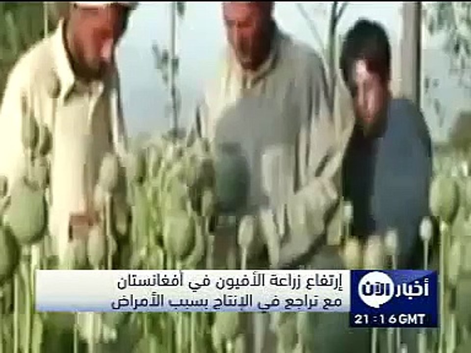 زراعة الافيون في افغانستان