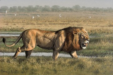 Lion Says ALLAH New islamic Miracle