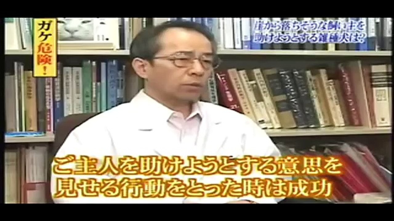 トリビア 救助犬１ Video Dailymotion