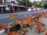 Veados invadem rua no Japão || GFM