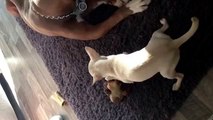 Chihuahua shows Pit bull who is boss