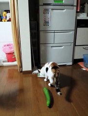 Funny Cat surprised to cucumber