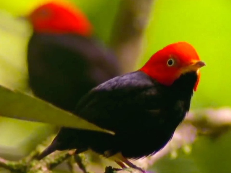 Wild Romance Rituals in Nature