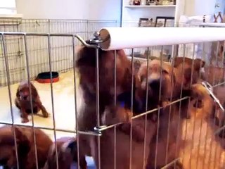 Irish Setter Puppies