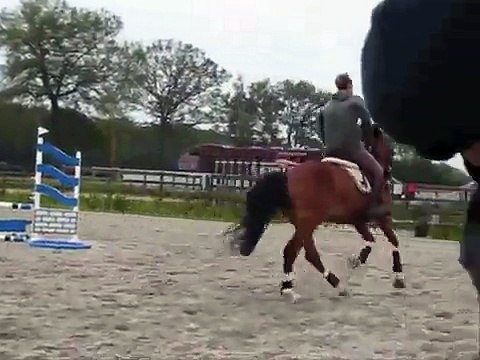 SOLD : Imported Dutch Warmblood (UnistarXCascoXVoltaire) Jumper/Dressage/Eq horse 4 yrs old