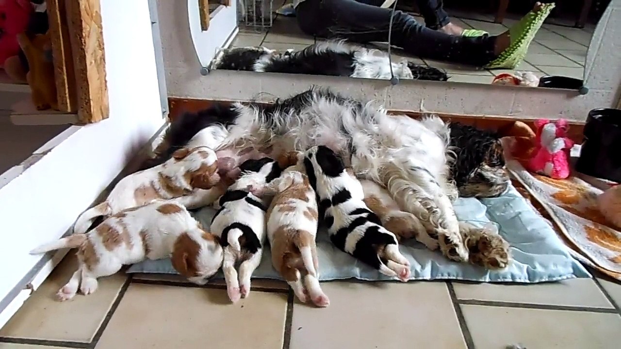 HYMA SUMAC DE LA VERTE ALBION AVEC CES 6 BEBES