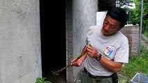 旬の食べ物（タケノコ）を食べるゾウさん