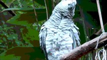 Bald Chick The African Grey Parrot