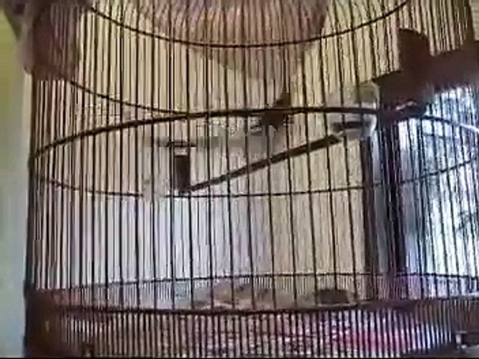 Shama bird song