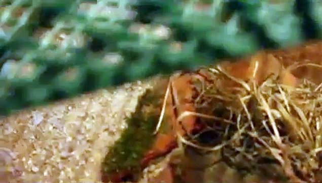 aperçu de mon elevage de lezards des murailles