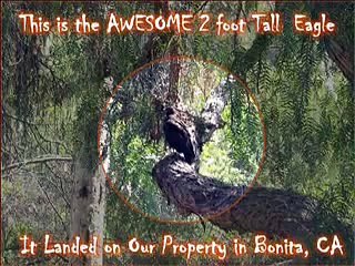 Amazing Two Foot Tall Eagle is Attacked then Rescued!