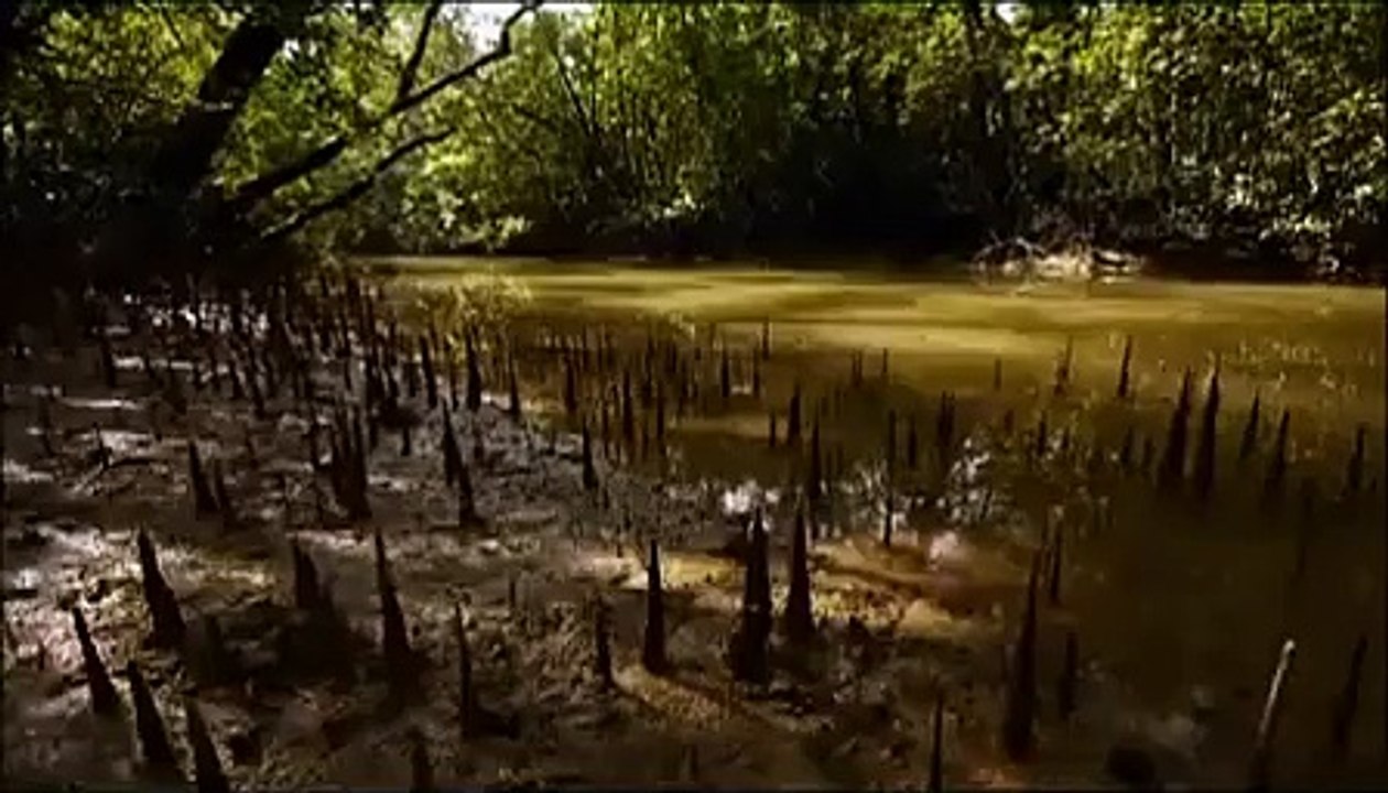 Mudskippers no Ganges