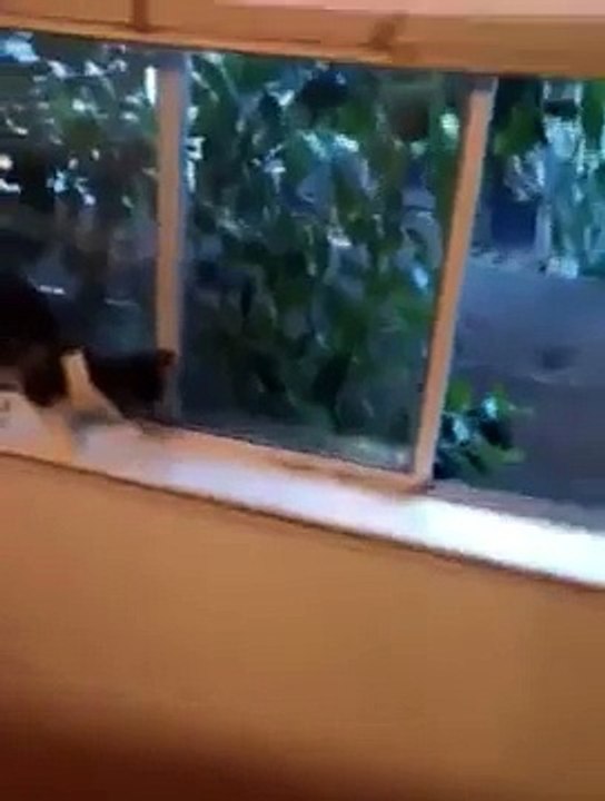 Rose hair tarantula molting nest.