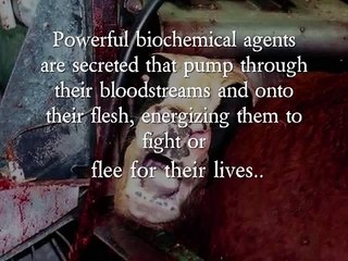 Meat eaters ingest Animals sheer terror of slaughter