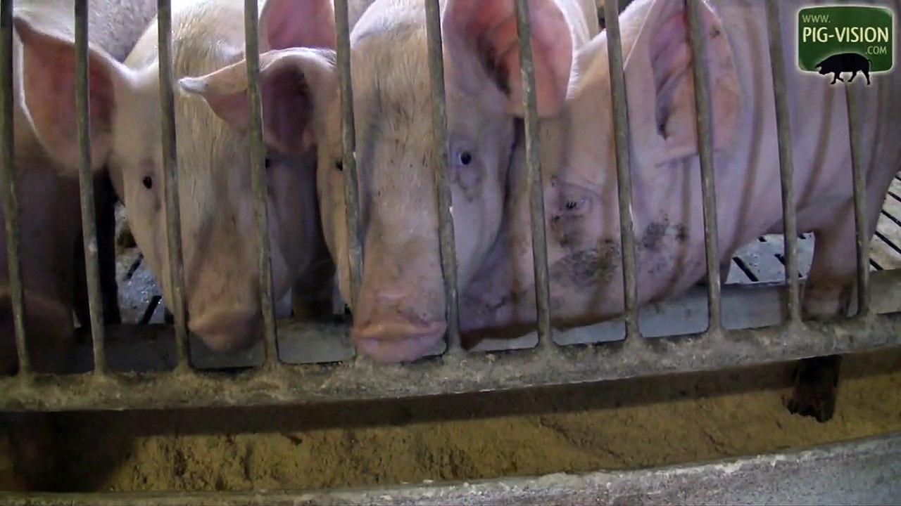 Pigs ready fattend for slaugther / Schweine kurz vor der Schlachtung