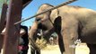 Funny Animals Elephants at Calgary Zoo | Funny Videos 2015