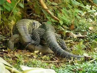 Briga de Lagartos Teius