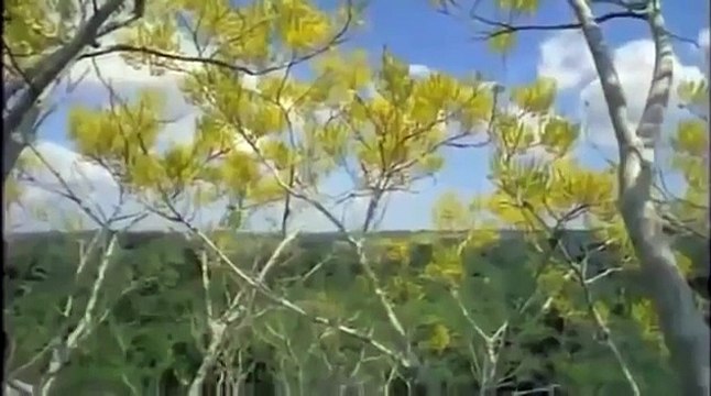 Predators darkness African Cats Discovery Animals Nature documentary