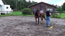 Équitation éthologique en Europe : Travail au sol - Longer