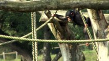 Chimpansees Safaripark Beekse Bergen