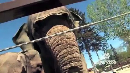 Elephants at Calgary Zoo Funny Pranks and Funny Animals Clips   New Funny Videos, May 2014