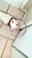 Il invente un dispositif pour son chien aveugle