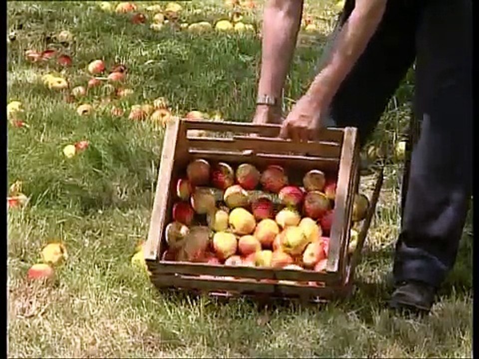 Der Obstigel - Der Obstsammler