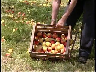 Der Obstigel - Der Obstsammler