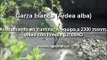 Aves de Yumina, Arequipa Garza blanca, Ardea alba
