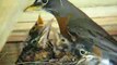 American Robin nursing  chicks 10 days after hatched.