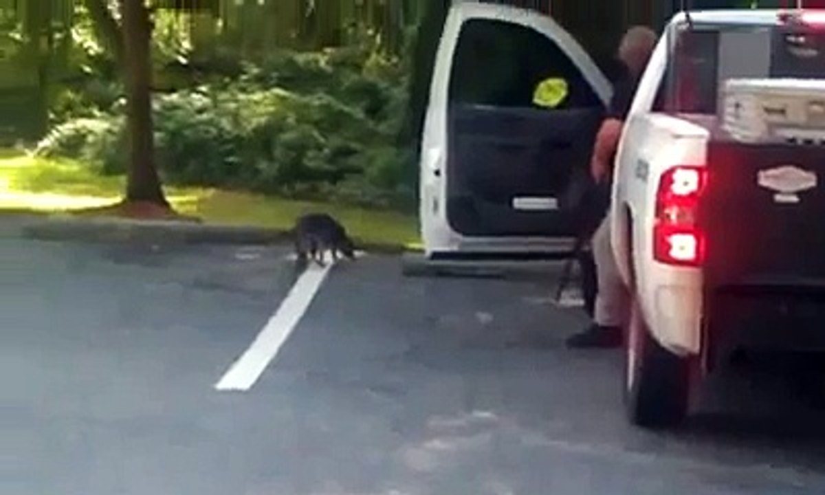 Rabid Raccoon shot at public place